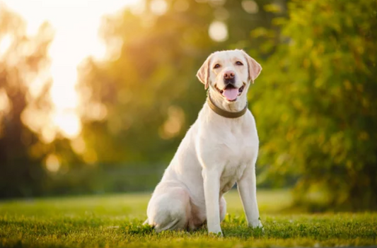 PET INSURANCE Annual Cover for a 4-Year-Old Labrador in Cyprus, Including Accidents, Illnesses, Vet Visits & Third-Party Liability👉 Est. Cost: €150–€175 Down Payment €15